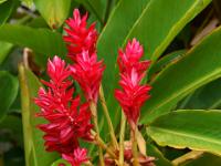 Scharlachroter Ingwer mit Auswüchsen - Praslin